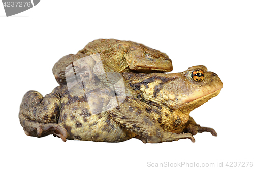 Image of isolated common toads mating