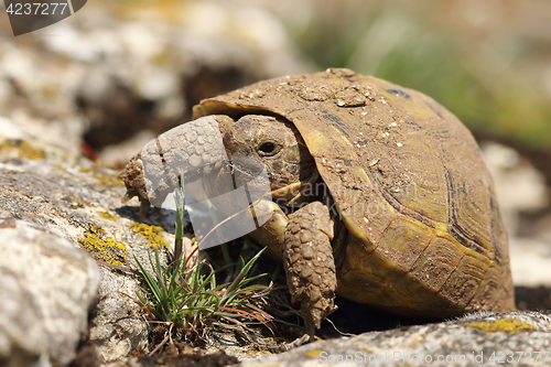 Image of dirty greek turtoise in natural habitat