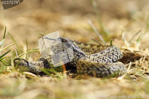 Image of male meadow viper ready to bite