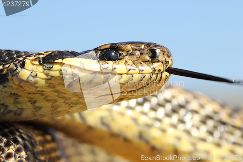 Image of macro shot of blotched snake head