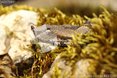 Image of macro portrait of nose horned viper