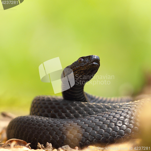 Image of closeup of black european adder