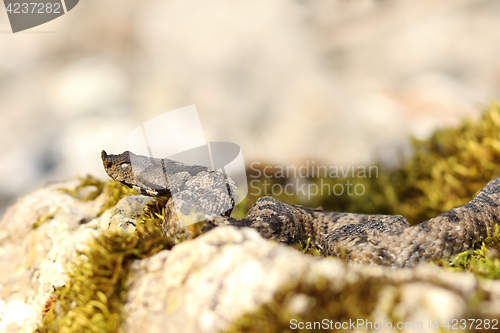 Image of european venomous snake 