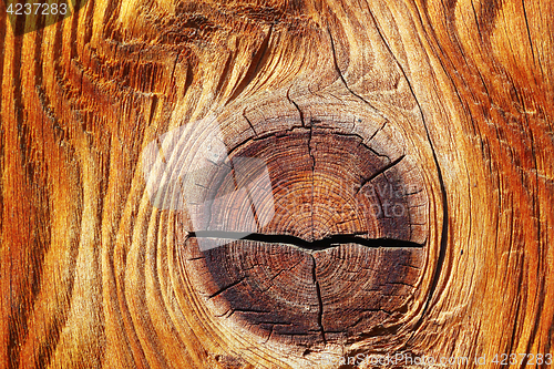 Image of detail of beautiful knot on spruce wood plank