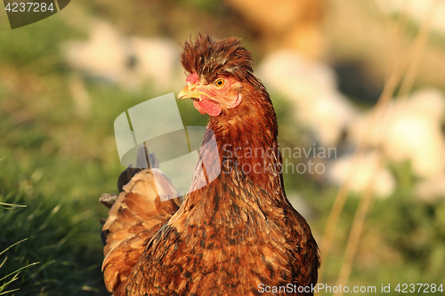 Image of portrait of funny hen