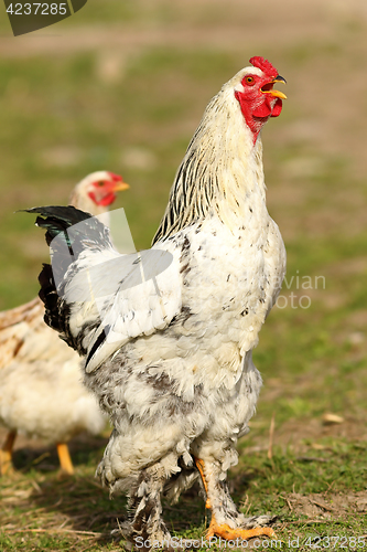 Image of proud rooster singing