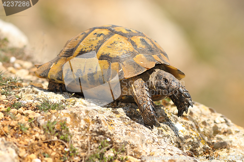 Image of Testudo graeca on a rock