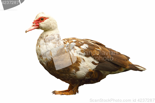 Image of isolated domestic duck