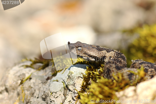 Image of nose horned viper portrait 1