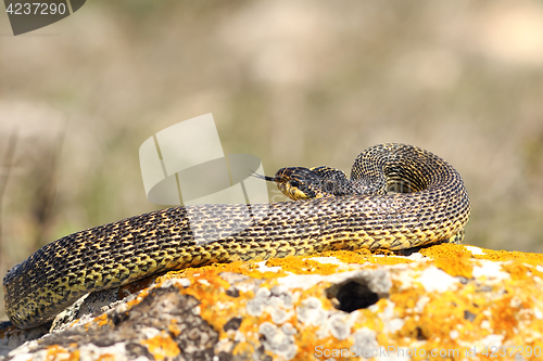 Image of blotched snake preparing to strike