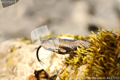 Image of portrait of nose horned viper