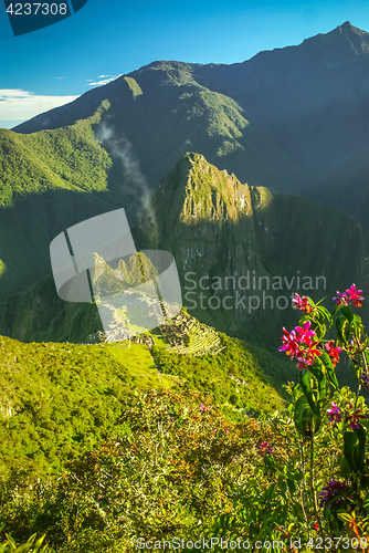 Image of Jungle in Peru