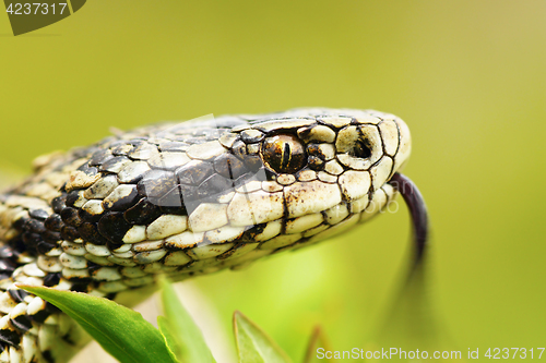 Image of portrait of female Vipera ursinii