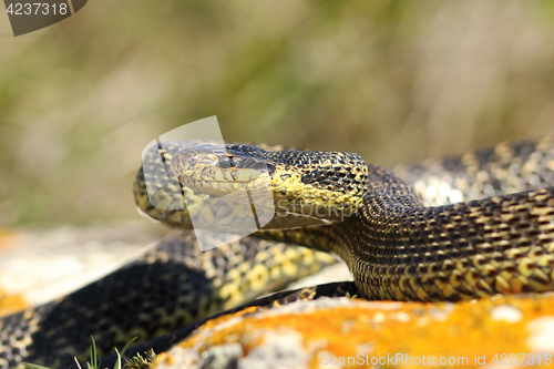 Image of blotched snake on strike position