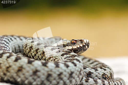 Image of close up of male common crossed viper