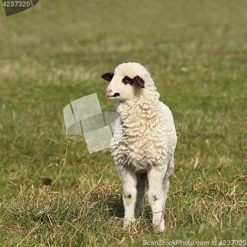 Image of white lamb on green lawn