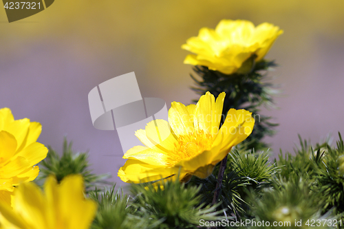 Image of detail of Adonis vernalis