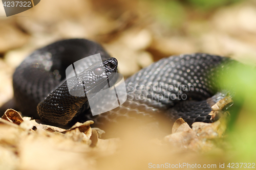 Image of beautiful nikolsky viper preparing to bite