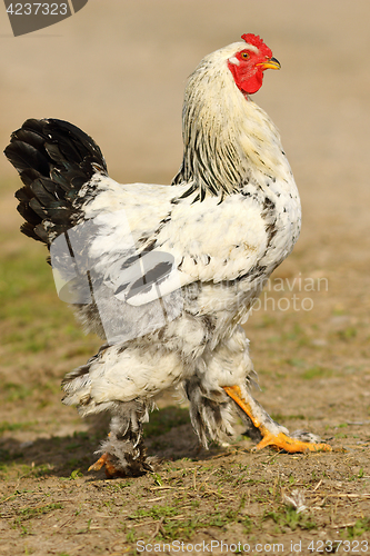 Image of mottled rooster walking proud in farm yard