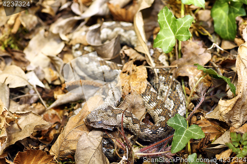 Image of camouflage of nose horned viper in natural habitat