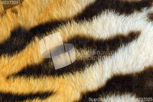 Image of detail of beautiful black stripes on tiger pelt