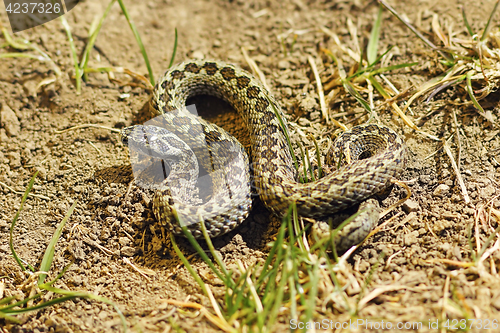 Image of male meadow adder in natural habitat