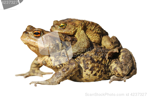 Image of mating toads over white
