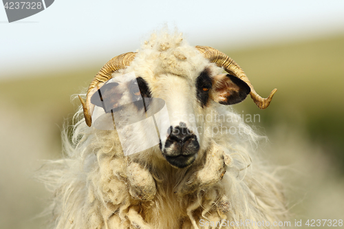 Image of portrait of fluffy ram