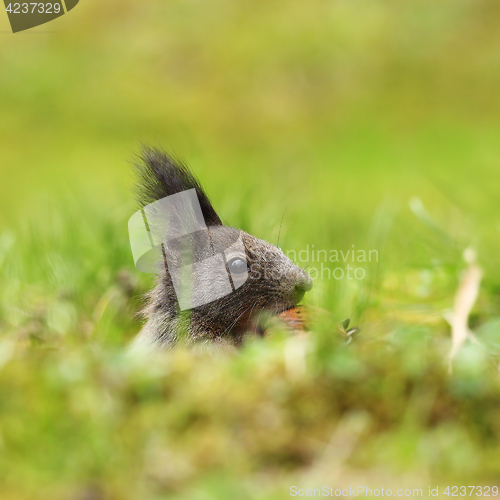 Image of cute squirrel portrait