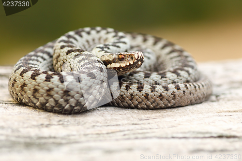 Image of male european common viper basking on stump