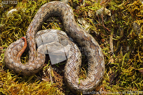 Image of nose horned viper basking in natural habitat