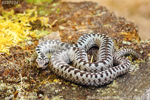 Image of common european adder basking in natural habitat