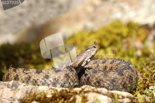 Image of close up of nose horned viper