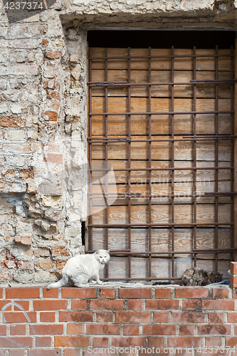 Image of two cats sitting on the wall