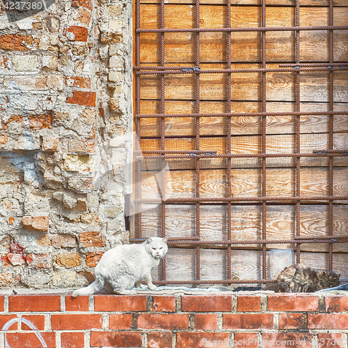 Image of two cats sitting on the wall