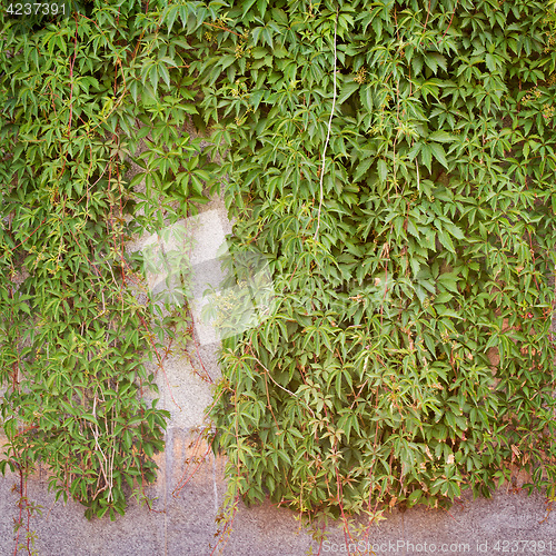 Image of Green creeper plant, brown plank wall background