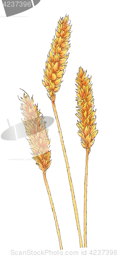 Image of Ears of Common wheat (Triticum aestivum) botanical drawing