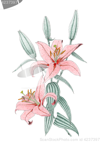Image of Drawing of a red Oriental Lilium hybrid over white background
