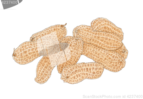 Image of Stack of a Peanut (Arachis hypogaea) fruits drawing