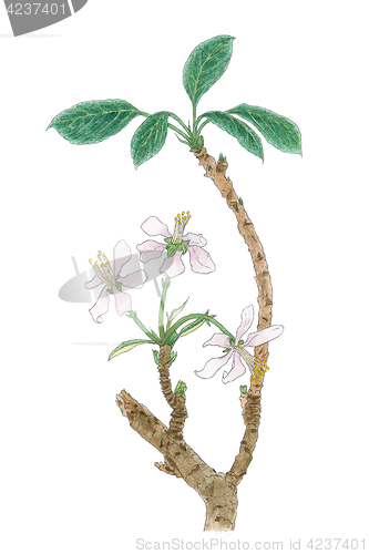 Image of The Apple tree (Malus domestica, Malus pumila) flowering twig bo