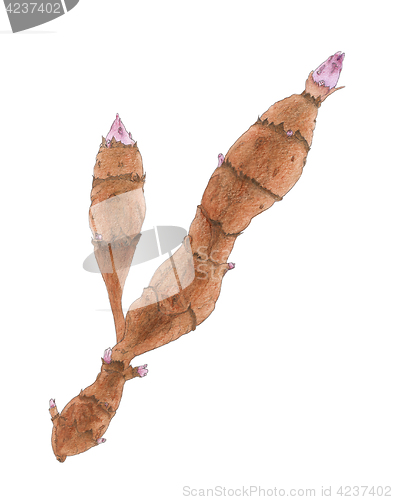 Image of The Jerusalem artichoke (Helianthus tuberosus) tubers botanical 
