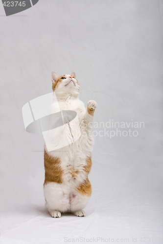 Image of Standing cat