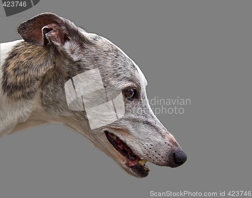 Image of Greyhound head