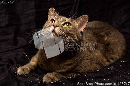 Image of Curious cat