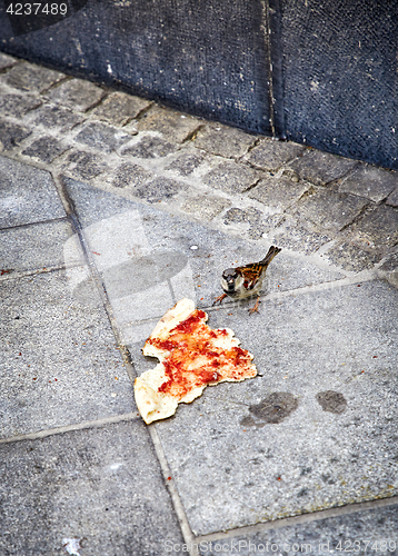 Image of Sparrow eating a piece of pizza