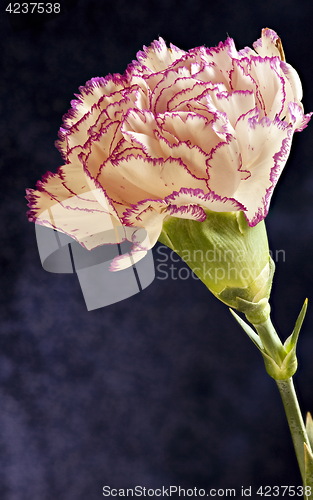 Image of Single white purple Terry carnation flower