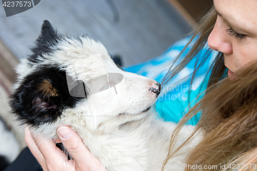 Image of Small Border Collie puppy in the arms of a woman