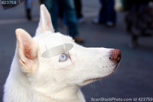 Image of Blue eyed white Husky