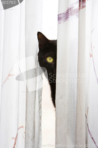 Image of Peeking cat