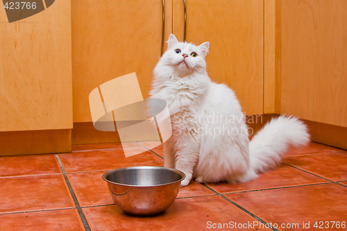 Image of Cat waiting for food